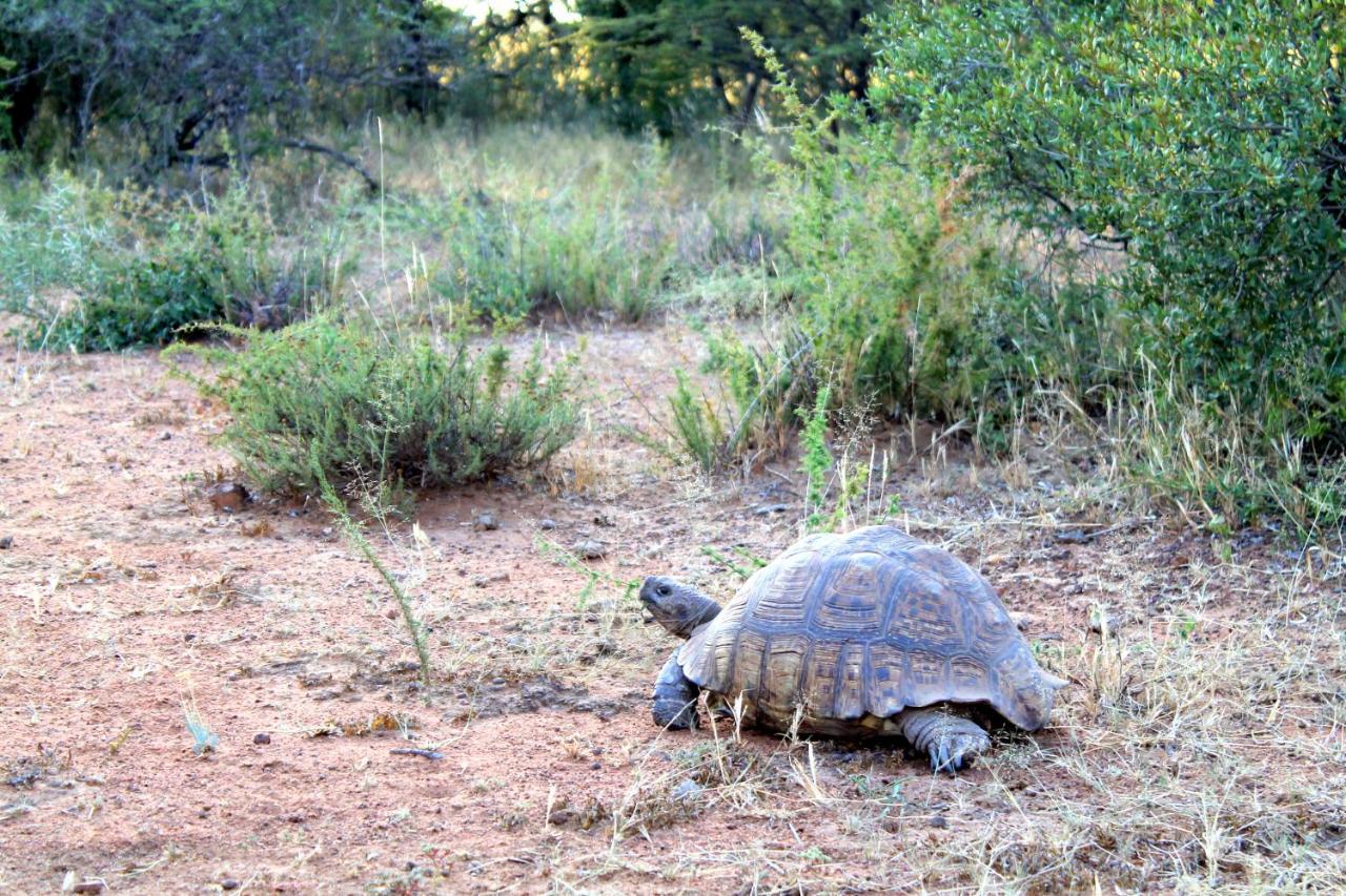 Ndlovu Log Home Dinokeng Klipdrift Exterior foto